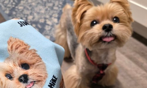 TikTok is down, TikTok is back — online communities weathered the storm